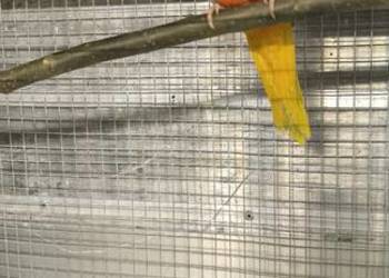 Łąkówka turkusowa 25