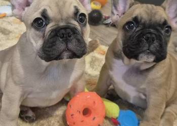 Buldog francuski szczeniaczki