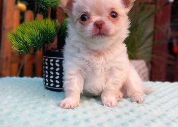 Chihuahua długowłosy