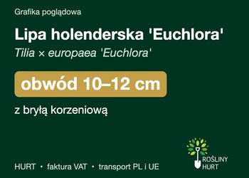 Lipa holenderska 'Euchlora' obwód 10-12 cm, z bryłą – HURT