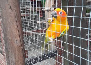 Sprzedam samca konury  słonecznej