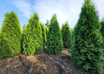 Thuja/Tuja / Tuje Szmaragd 180-200cm, Transport Sadzenie