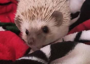 Jeż afrykański pigmejski z papierami ksiazeczka zdrowia i acesoriami