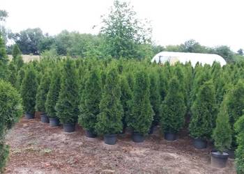 Thuja Smaragd Tuja Szmaragd do 130cm