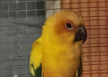 Konura słoneczna samiczka