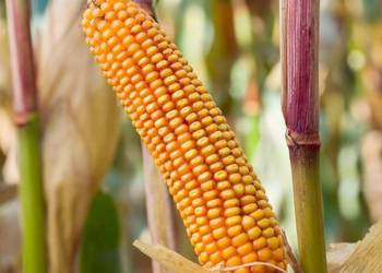 Nasiona kukurydzy SM FINEZJA