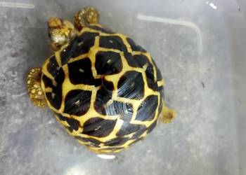 Żółw gwiaździsty lądowy Geochelone elegans