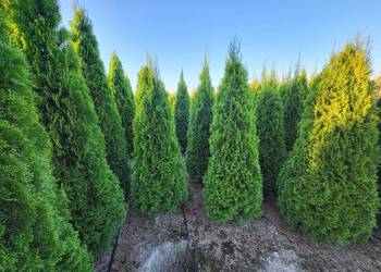 Tuja Szmaragd/Tuje Szmaragd 140-160cm, Sadzenie transport