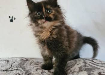 Kotki maine coon