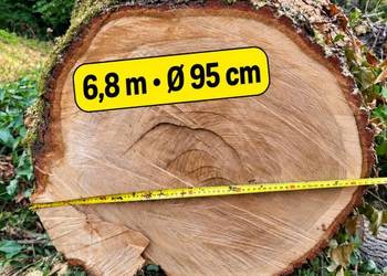 DUŻY DĄB 6,8m kłoda dębowa dłużyca odziomek, na blaty, monolity, stolarskie
