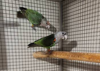 afrykanki kaplandzkie