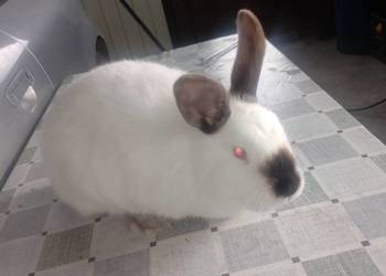 Samica Kalifornia zakocona wykot 05.03.26