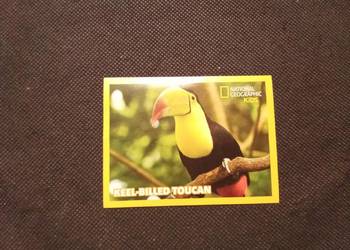 Tukan naklejka. National Geographic