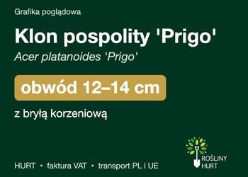 Klon pospolity 'Prigo' obwód 12-14 cm, z bryłą – HURT