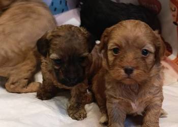 Cavapoo szczenięta