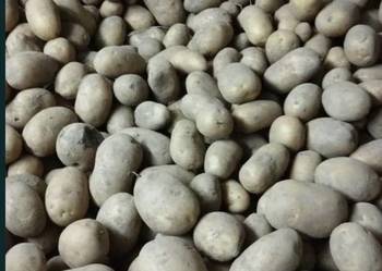 Ziemniaki paszowe drobne po sortowaniu