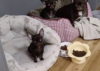 Chihuahau czekoladowy