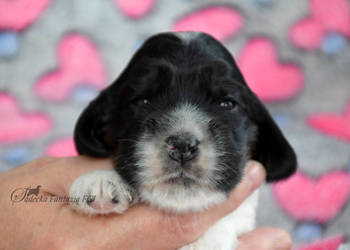 Cocker Spaniel Angielski - szczenięta ZKwP