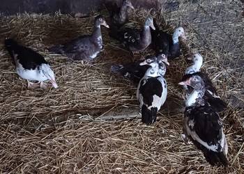 Sprzedam Kaczki Francuskie