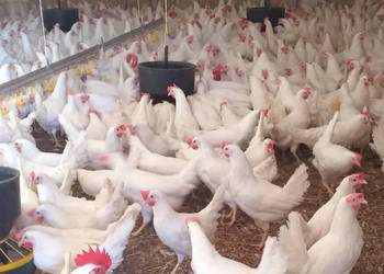 Kury nioski Leghorn Książ Wielki transport