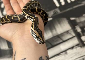 Pyton Birmański Classic 100% het. Pied 50% albino