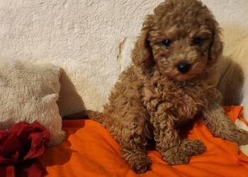 Pudelki toy  ostatnia suczka