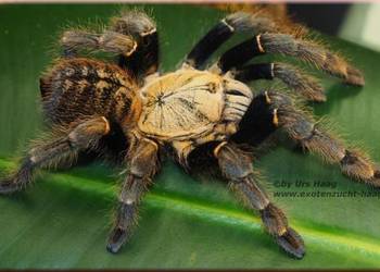 Ornithoctoninae sp. Ho Chi Minh Samiec Adult