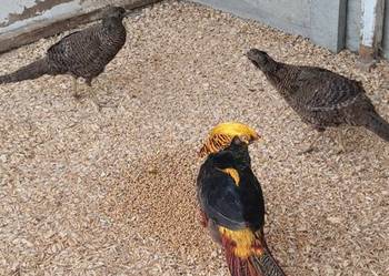 Bażanty złoto-czarne