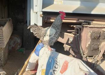 Sprzedam koguty z 25 roku