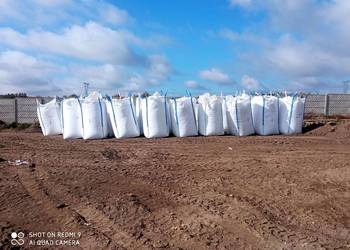 Kukurydza mielona ccm