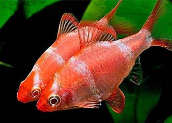 Brzanka sumatrzańska - Puntigrus tetrazona - ODMIANA RED