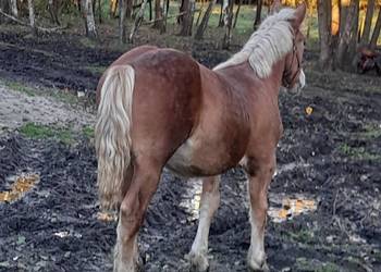 Źrebak zimnokrwisty