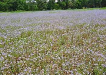 Gryka facelia rzepak