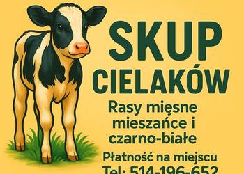 Cielaki oraz odsadki od Rolnika