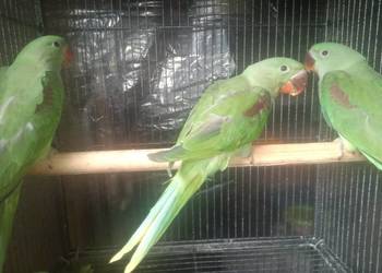 Aleksandretta Wielka