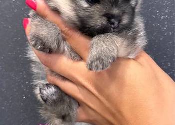 Szpic miniaturowy (Pomeranian) – samiec typu MIŚ