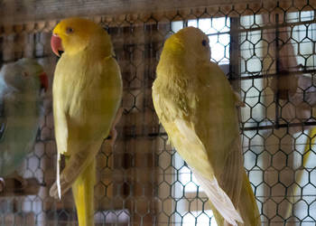 Aleksandretty Obrożne Lacewing