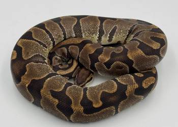 Enchi samica Pyton królewski/regius wąż gad