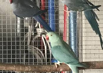 Aleksandrety para aqua fiolet/GO 25 samiec - aqua niebieska GO 25 samica