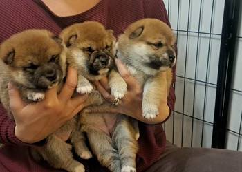 Czerwone suczki Shiba Inu FCI