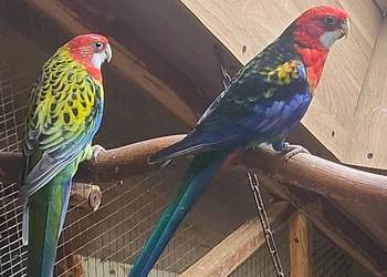 Sprzedam papugi rozelle królewskie, górskie pastele ,