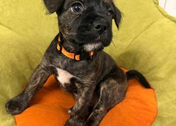 Do oddania pieski mieszańce buldoga francuskiego z yorkiem