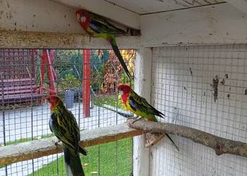 Sprzedam papugi - rozele - rozele białolice