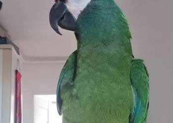 Sprzedam arę marakanę kilkuletnia, oswojona, z papierami.