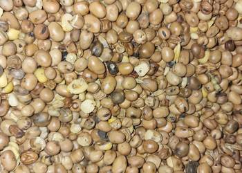 Bobik zbiór 2025 czyszczony niezasuszany