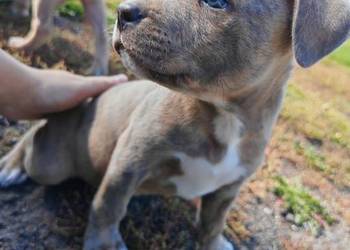 Szczeniak - Amstaff