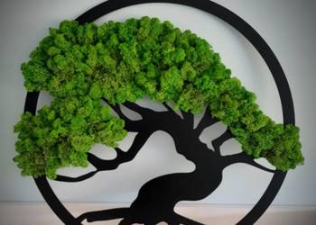 Drzewo bonsai mech chrobotek  MAGIA CHROBOTKA