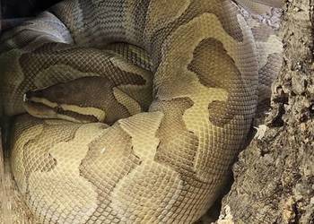 Pyton królewski python regius samica enchi fire/lesser