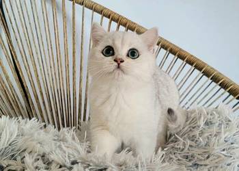 . Brytyjskie  srebrne,  srebrne pointy