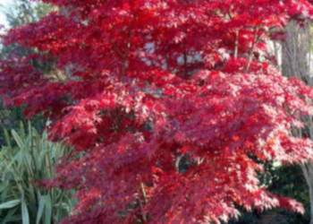 KLON PALMOWY Acer palmatum - NASIONA 7000 sztuk - 100g.